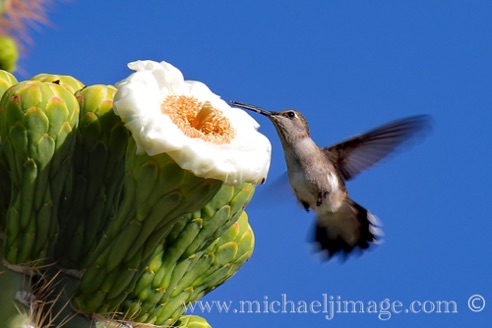 Hummingbird 1
Verde River, Rio Verde. AZ. Hummingbird 1
Verde River, Rio Verde. AZ.